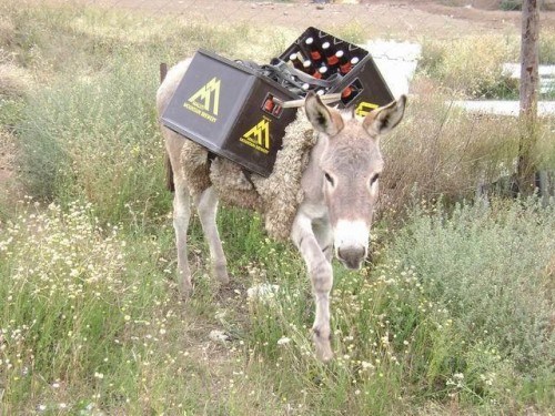 Who Delivers Your Booze?