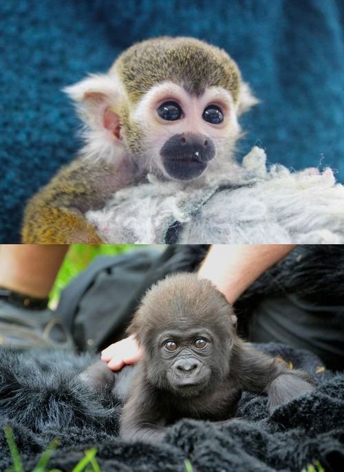 Squee Spree: Squirrel Monkey vs. Gorilla