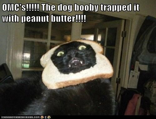 OMC's!!!!! The dog booby trapped it with peanut butter!!!!