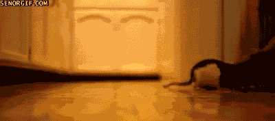 Pet Rat Plays Fetch Like a Dog