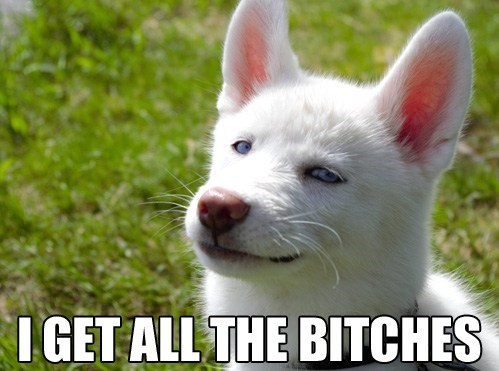 Smug Dog