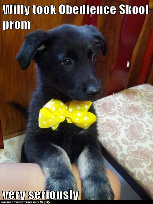 Willy took Obedience Skool prom  very seriously