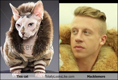 This Cat Totally Looks Like Macklemore