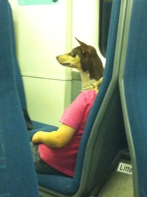 This Dog Travels in Style