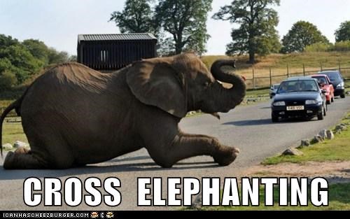 CROSS  ELEPHANTING