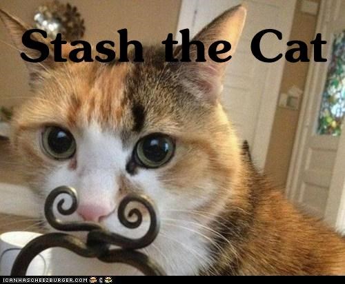 Stash the Cat