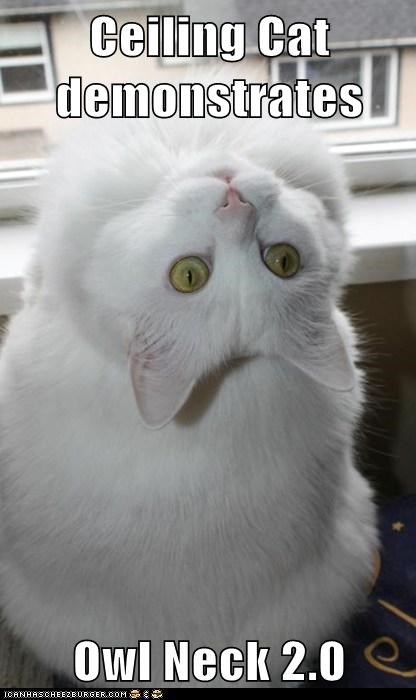 Ceiling Cat demonstrates  Owl Neck 2.0
