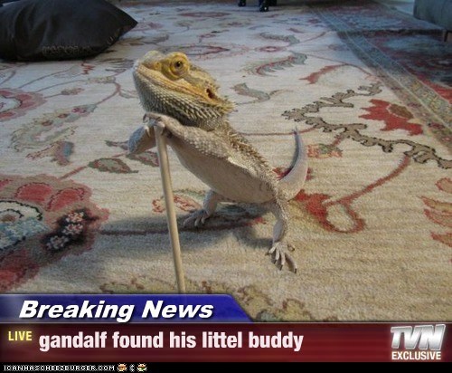 Breaking News - gandalf found his littel buddy