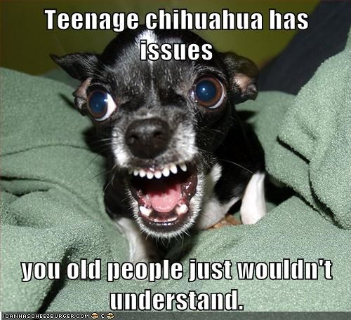Teenage chihuahua has issues  