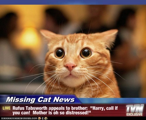 Missing Cat News - Rufus Tabsworth appeals to brother:  "Harry, call if you can!  Mother is oh so distressed!"