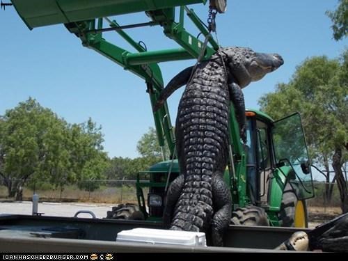 Texas boy bags 800lb record gator