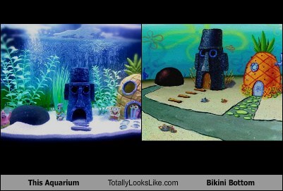 This Aquarium Totally Looks Like Bikini Bottom
