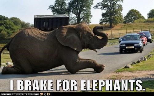 I BRAKE FOR ELEPHANTS.