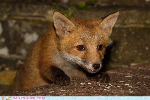 Permuted fox cub