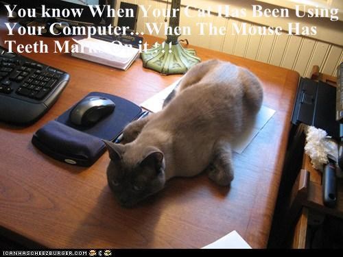 You know When Your Cat Has Been Using Your Computer...When The Mouse Has Teeth Marks On it !!!