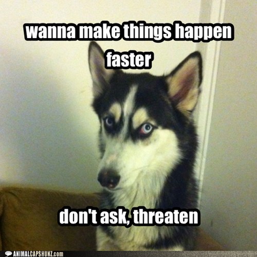 Bad Advice Husky