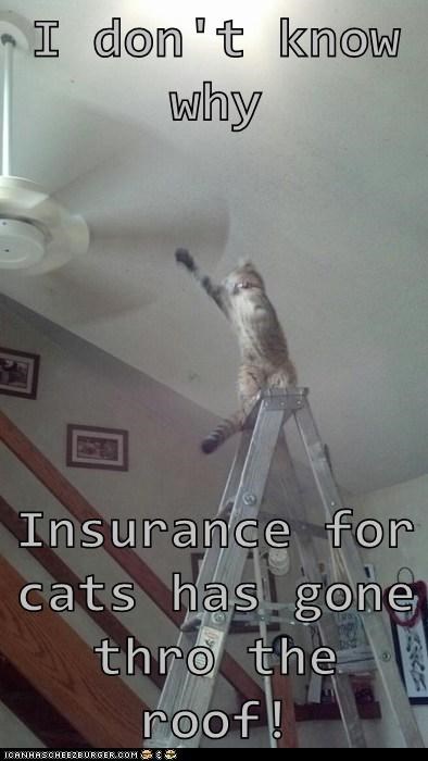 I don't know why  Insurance for cats has gone thro the roof!