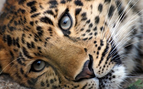 Squee Spree Winner: Leopard