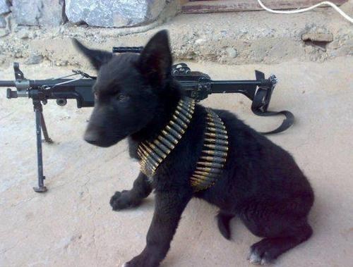 Military Dog in Action