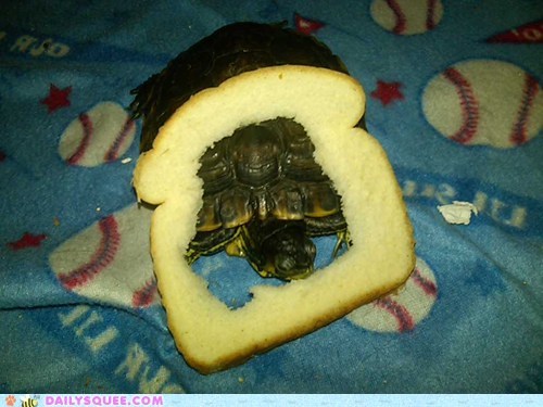 I Bread My Turtle