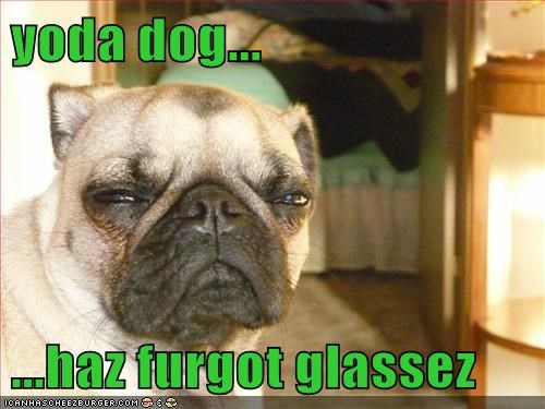 yoda dog...  ...haz furgot glassez