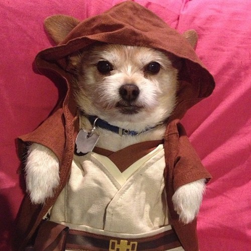 Jedi Dog Dressed in Build a Bear Clothes