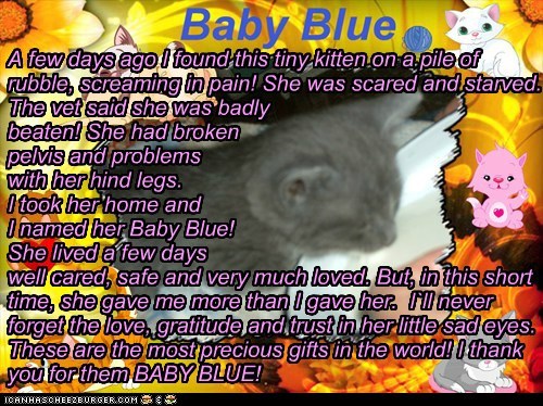 A few days ago I found this tiny kitten on a pile of rubble, screaming in pain! She was scared and starved. The vet said she was badly beaten! She had broken pelvis and problems with her hind legs.  I took her home and  I named her Baby Blue!  She lived a