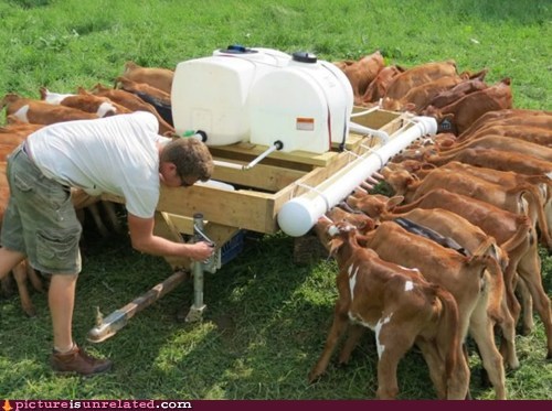 Artificial Mom Cow