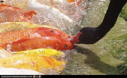 Black Swan feeds Koi Carp