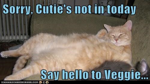 Sorry, Cutie's not in today  Say hello to Veggie...