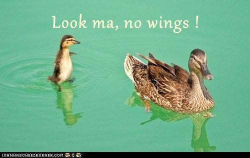 Look ma, no wings !