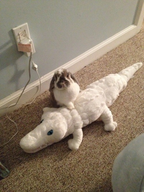 The Brave Crocodile Hunter