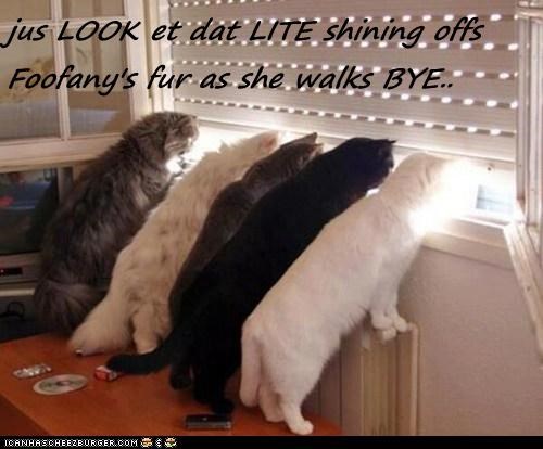 jus LOOK et dat LITE shining offs Foofany's fur as she walks BYE..