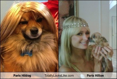 Paris Hildog Totally Looks Like Paris Hilton