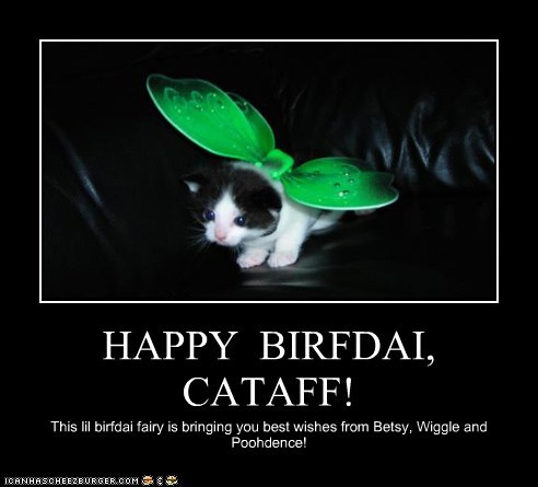 HAPPY  BIRFDAI,  CATAFF!