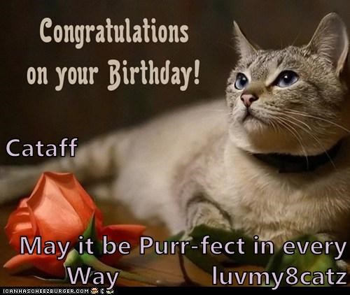 Cataff May it be Purr-fect in every Way             luvmy8catz