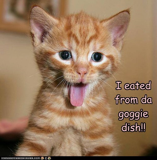 I eated  from da goggie dish!!