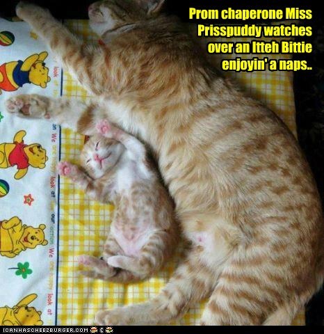 Prom chaperone Miss Prisspuddy watches over an Itteh Bittie enjoyin' a naps..