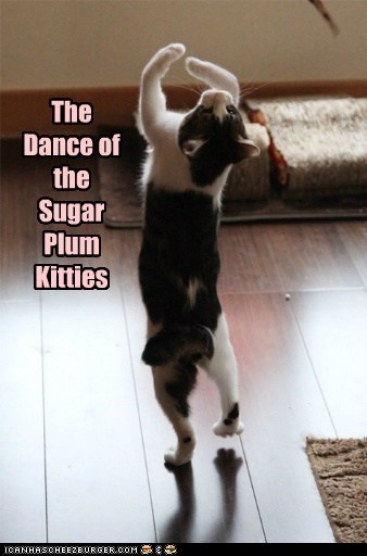 The Dance of the Sugar Plum Kitties
