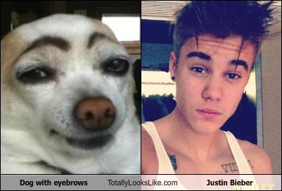 Dog With Eyebrows Totally Looks Like Justin Bieber