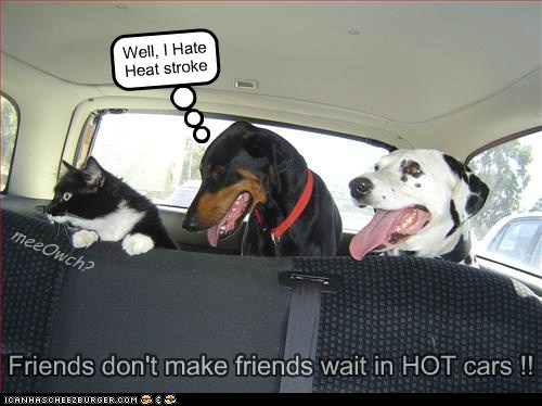 Hotdog's PSA From Hot Dogs Everywhere