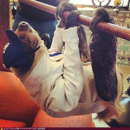 Slothtastic!