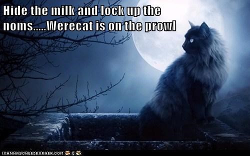 Hide the milk and lock up the noms.....Werecat is on the prowl