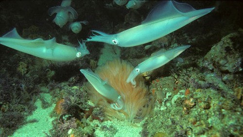 Squid Harmed By Ocean's Increasing Acidity 