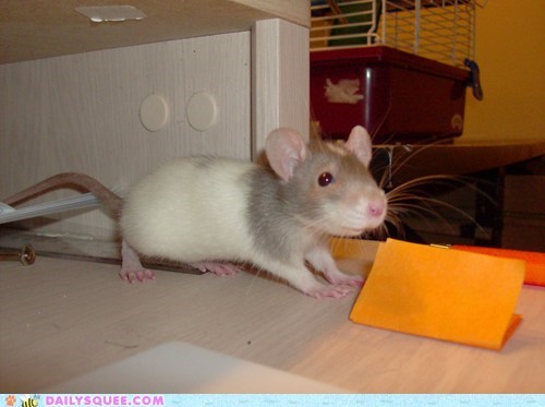 My Rat Baby Pishtaco
