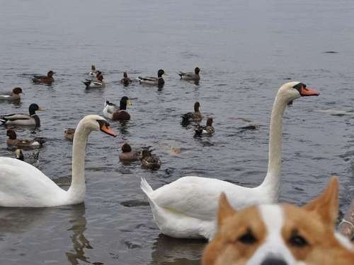 Are Corgis the Best Photobombers?