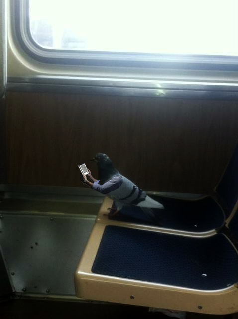 This Looks Shopped of the Day: A Pigeon Reading on Kindle on a Train
