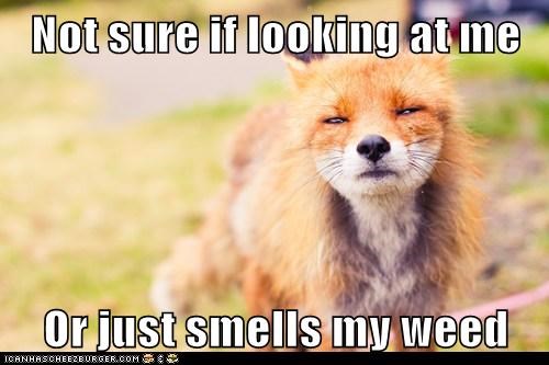 Not sure if looking at me  Or just smells my weed