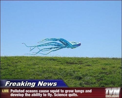Dammit Squids
