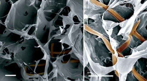 Harvard Creates First Cyborg Tissue!